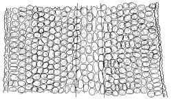 Tridontium milleneri, cells of mid leaf, adaxial view. Drawn from E.K. Cameron 16310, AK 355260.
 Image: R.D. Seppelt © R.D.Seppelt All rights reserved